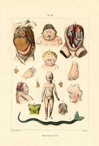 Freak by French School